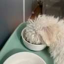 펫니즈 이미지