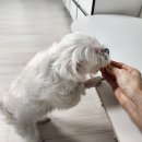 덴탈포스 이미지