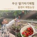 부산 딸기따기체험 플랜비농장 3살아이랑 가볼만한곳 2025 겨울 프로그램 체험 후기