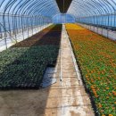 튼튼한우 농장 이미지