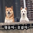 밈