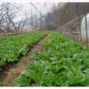 영선농장 이미지