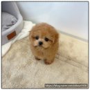 온퍼피 프리미엄 전주강아지분양 본점 | 토이 미니 말티푸 [온퍼피 프리미엄 전주강아지분양 본점]에서 만난 우리 귀염둥이 이야기 행복한 만남...