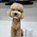 강아지물티슈 닥터블랭크 후기