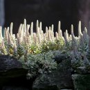 바위 솔 이미지