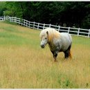 원당목장 이미지