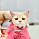 부산고양이미용&호텔 무냥무냥 대연점 | 부산고양이미용호텔 무냥무냥 대연점 스트레스 없는 목욕놀이