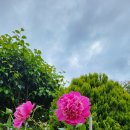 작약꽃 펜션 이미지