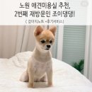 조이댕댕 | 노원 애견미용실 추천, 조이댕댕 2번째 미용후기! ( 실크팩서비스 )