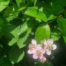 남조봉공원 이미지