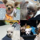 폭시호텔 이미지