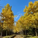 목원농원 | 담양 은행나무 명소 덕경수목원 은행나무길 포토존