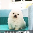 우일에너지㈜안산지점 | 부산강아지분양 포메라니안 보고 가세요~~
