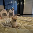 멍패밀리 인천애견유치원 애견호텔 이미지