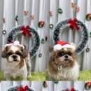그루밍샵(grooming shop) | 크리스마스 포토존 🎅🏻🎄📸