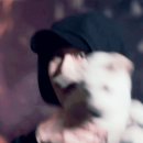 비에이치씨 이미지