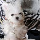 멍앤냥 강아지고양이 안양점 이미지