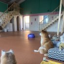 등교하개 이미지