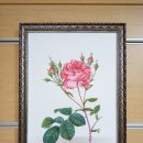 보태니컬아트(색연필그림) 이미지