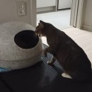 펫홈종합동물병원 이미지