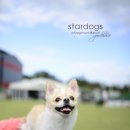 스타독스 이미지