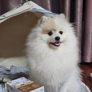 경기한펫 | 강아지 사료 추천 펫쥬르 경독고 프리미엄 강아지 밥 안 먹을 때