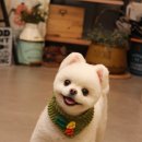 바둑이 이발소 이미지