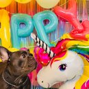 독스하트 이미지