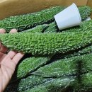 여주-0254 Daum카페