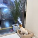 프롬율무 이미지