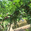 동현농장 이미지