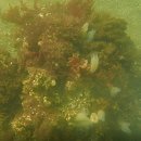 덕산매립장 이미지