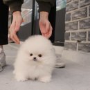 강아지요미독광명 | 믿음직한 발산강아지분양, 요미독 안산점 방문 후기