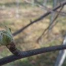 사과랑 고추랑 이미지