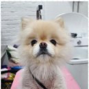 오늘도 예쁘개 네이버블로그