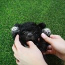 오늘도귀엽개 이미지