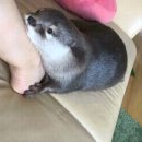 줌님들은 수달파인가요 해달파인가요?? 이미지