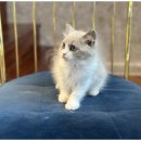 행복한 강아지 이미지