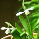 스노우드롭 이미지