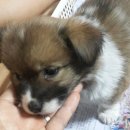 새아리농장 이미지