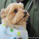 도그바라기 이미지