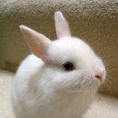 허갈닭강정 이미지