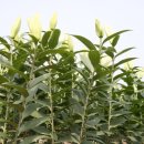 만물상김씨 이미지