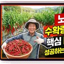경운반점 | 수확량 2배 올리는 노지고추 재배 핵심 ☞ 좋은 묘와 토양 관리