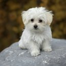 초이스외과동물병원 이미지