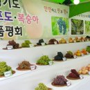 대부러브포도