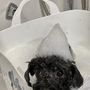 러블리펫샵 이미지