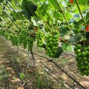 해찬농장 이미지