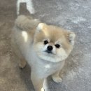 이리유치원 | 다산동강아지유치원 재미있는 하루!