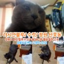 고양이를 찾습니다/ 러시안블루/ 수컷/ 창원시 마산합포구 산호동 이미지